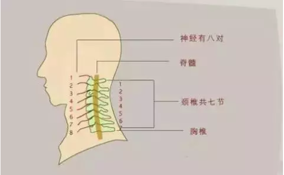 颈椎结构图